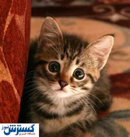 گربه‌ای که یک بچه میمون را به فرزندی قبول کرد!+ فیلم