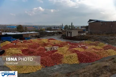 تصاویر/ مدیریت اشتباه و هدررفت تناژی محصول سیب