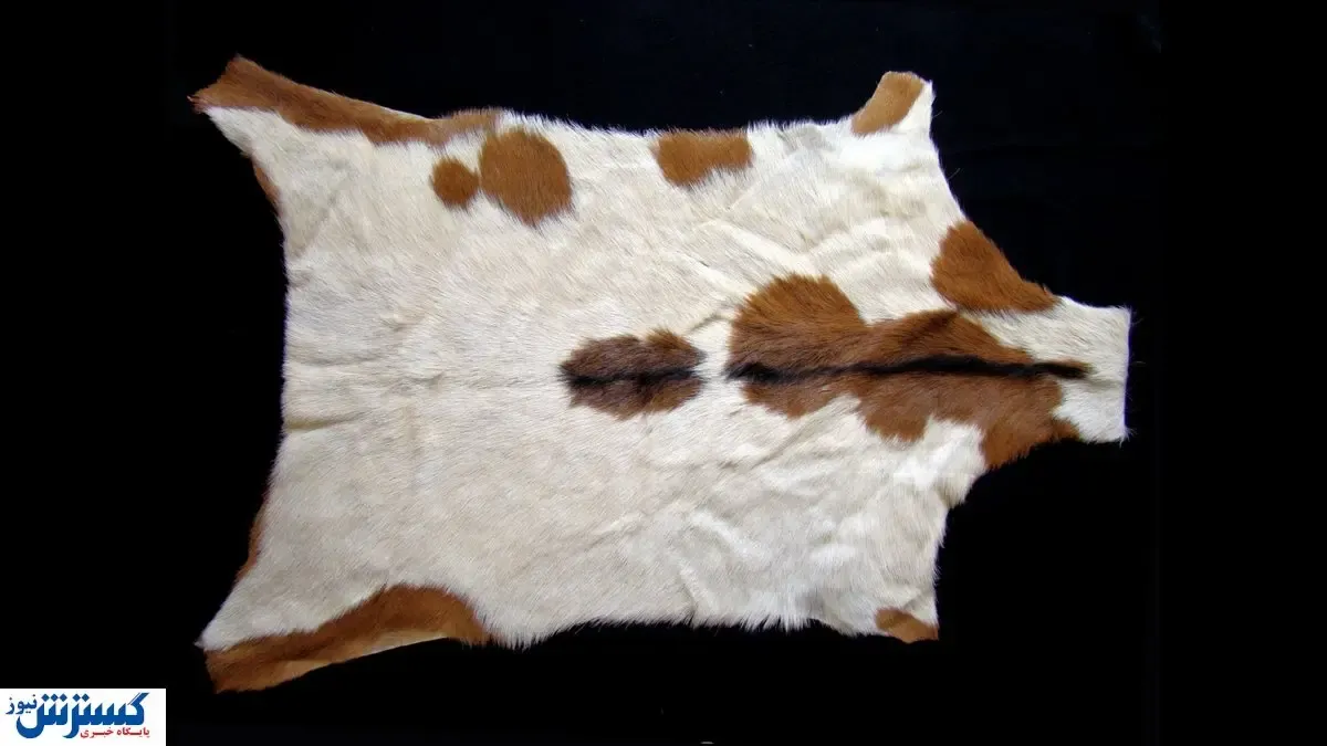 بازار داغ خرید و فروش پوست گاو / قیمت هایی که باورتان نمی‌شود!