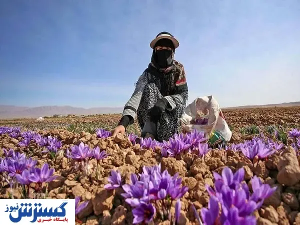 فروش طلای سرخ ایران به لطف افغانستان!