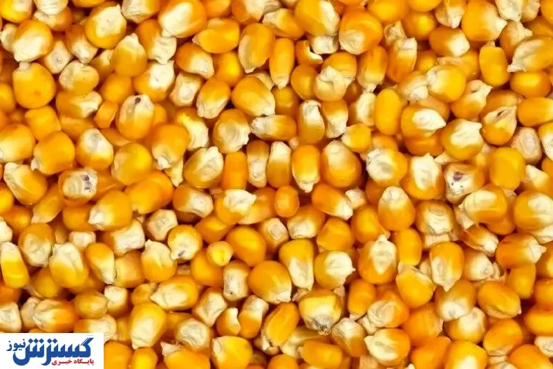 سرنوشت ذرت های در گمرک مانده چه شد؟