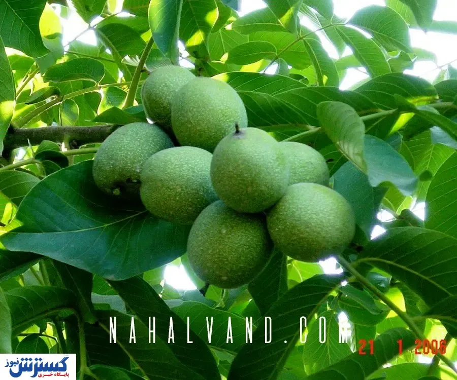 احداث یک باغ تجاری با خرید بهترین نهال های گردو