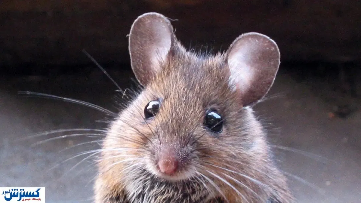 جولان موش‌ها در پایتخت / جمعیت روباه های تهران درحال افزایش است