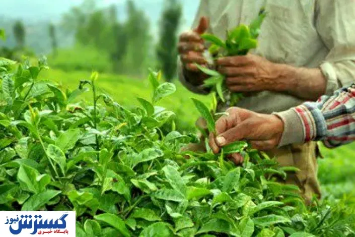 پرداخت ۸۰ میلیارد تومان از مطالبات چای کاران گیلان/ دولت ۹۲ درصد خود را داد