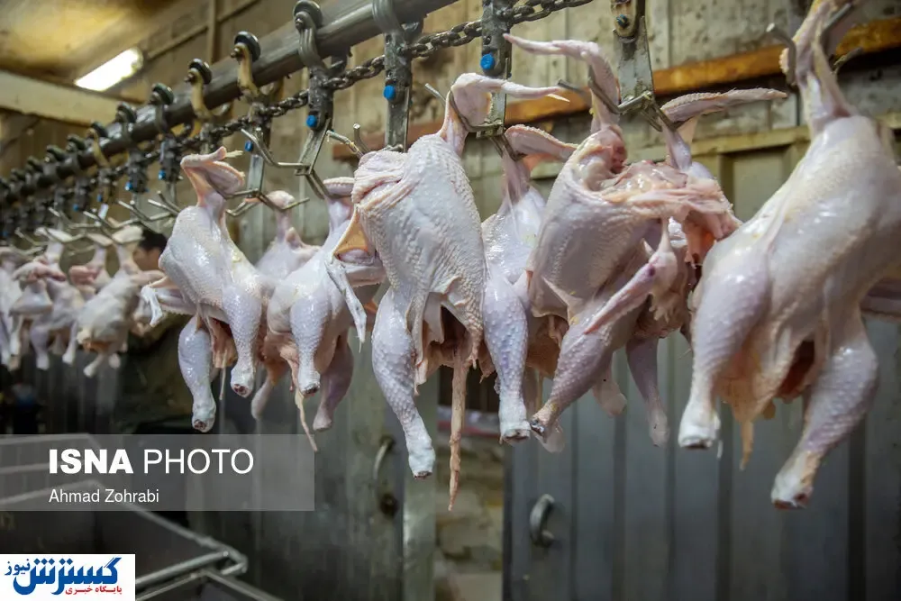 تصاویر/ مرغ با مردم چه کرد!