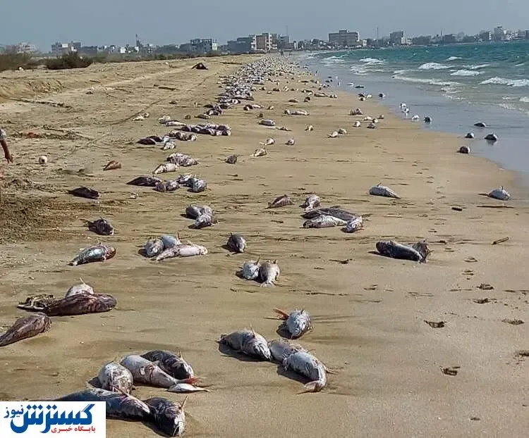 ساحل جاسک پر از لاشه گربه ماهی شد! / علت چیست؟