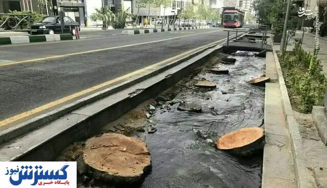جریمه سنگین قطع درختان / جزای نقدی چقدر است؟