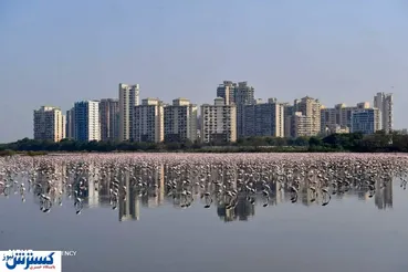 تصاویر/ هجوم فلامینگوها به هند