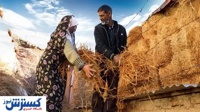 یک میلیون و ۶۰۰  هزار گاو در کشور داریم / هر کشاورز غذای چند ایرانی را تولید می‌کند؟