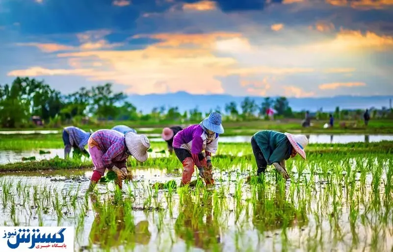 ضرر جبران ناپذیر در پیش فروش برنج | دولت به داد کشاورزان برسد