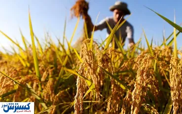 هشدار به دولت  / احتمالا سال آینده تولید گندم نداریم