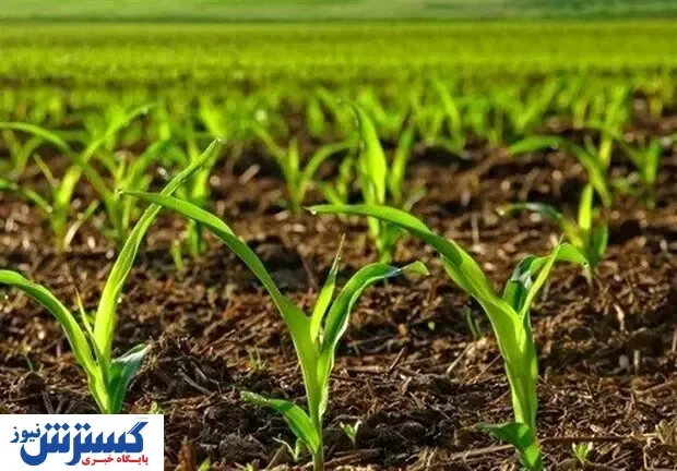هشدار / کشاورزان در آستانه مشکلی بزرگ هستند