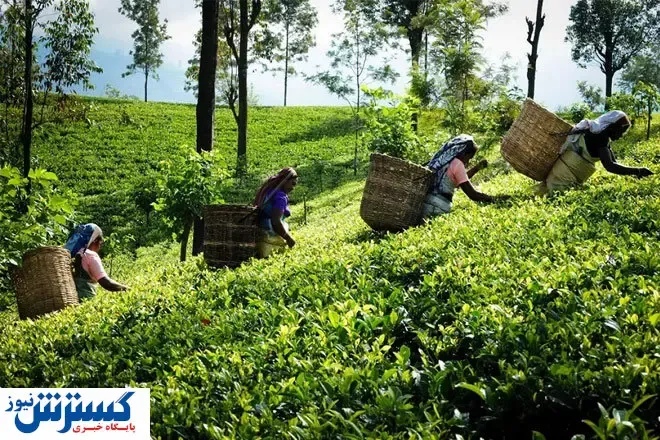 رکورد فساد میلیارد دلاری شکست/تخلف ارزی وحشتناک شرکت چای افشا شد