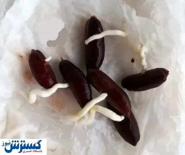 چگونه با هسته خرما سبزه عید بکاریم؟
