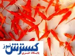 ماهی قرمز را در آب آزاد رها نکنید