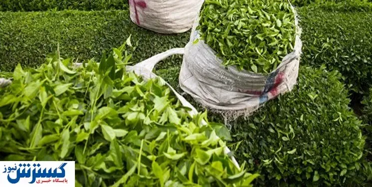 بوی گرانی اینبار از زمین چای بلند می شود