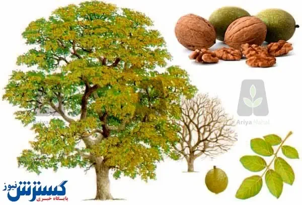 معرفی بهترین نوع درخت گردو در جهان: