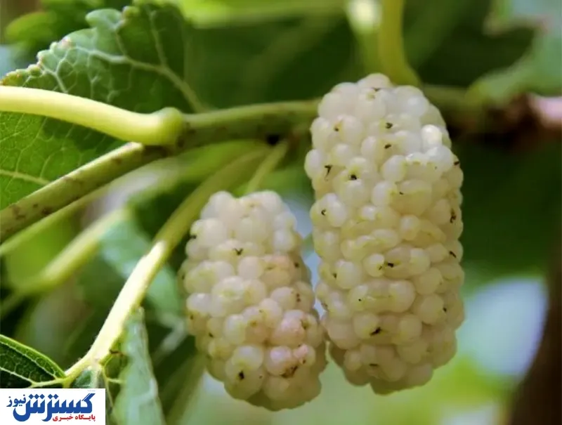 میوه بهاری مقوی برای ریه ها را می شناسید؟