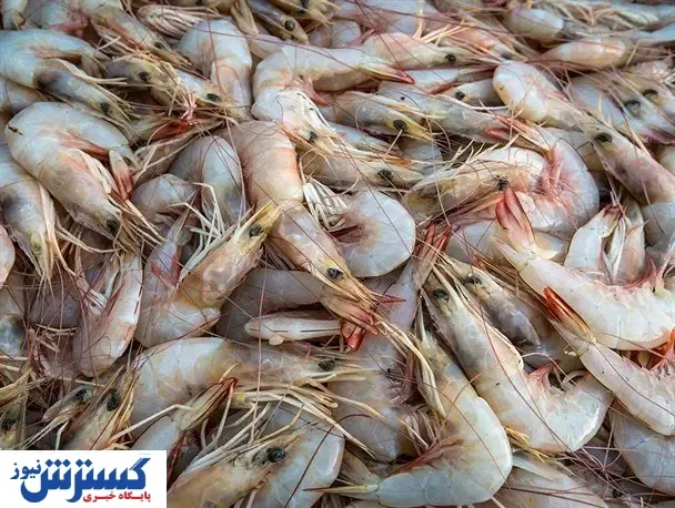 میگو در بازار چند+ جدول