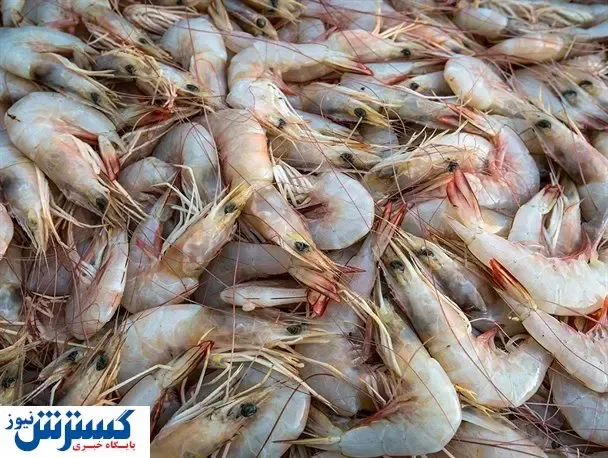 قیمت جدید میگو در بازار / این غذای دریایی بالای ۱ میلیون آب می خورد!