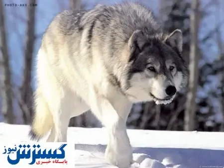 یک کشف باورنکردنی درباره گرگ‌ها!