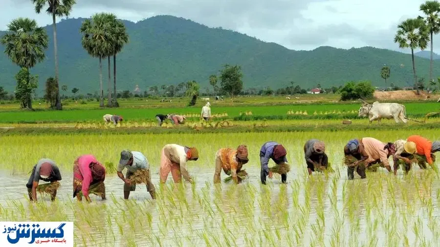 ۲هزار و ۸۰۰ کشاورز این استان محصولات کشاورزی خود را بیمه کردند/پرداخت خسارت ۷۰۰ میلیاردی بیمه