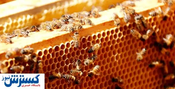 جدیدترین قیمت انواع عسل در بازار+ جدول