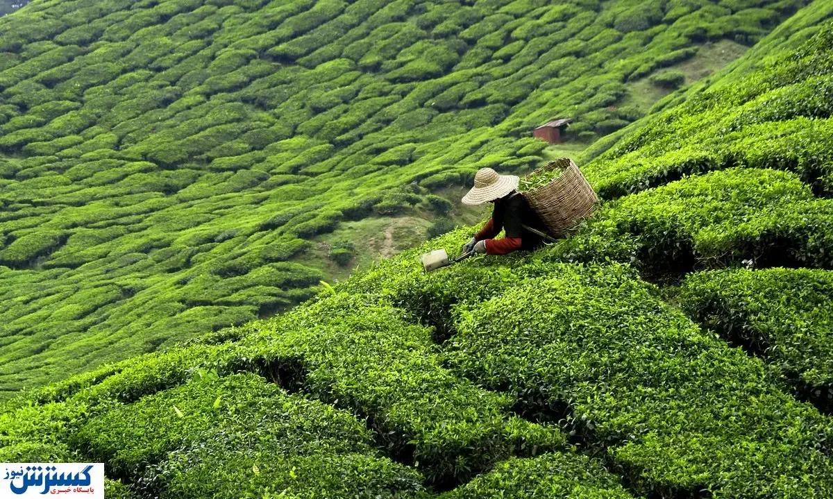 بیش از ۷۴ درصد سهم چایکاران پرداخت شد