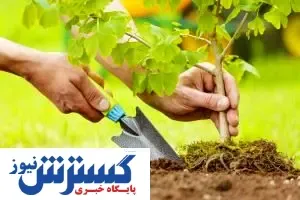 تخصیص اعتبار مستقل به درختکاری، یک اقدام مثبت زیست محیطی