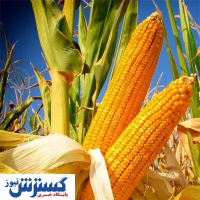 بلال بخور و دندانهای سالم داشته باش
