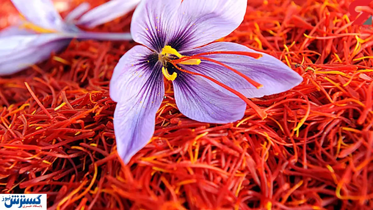 سودآوری بورس کالا برای کشاورزان زعفران کار