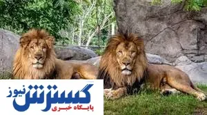 کرونا شیرها هم رسید