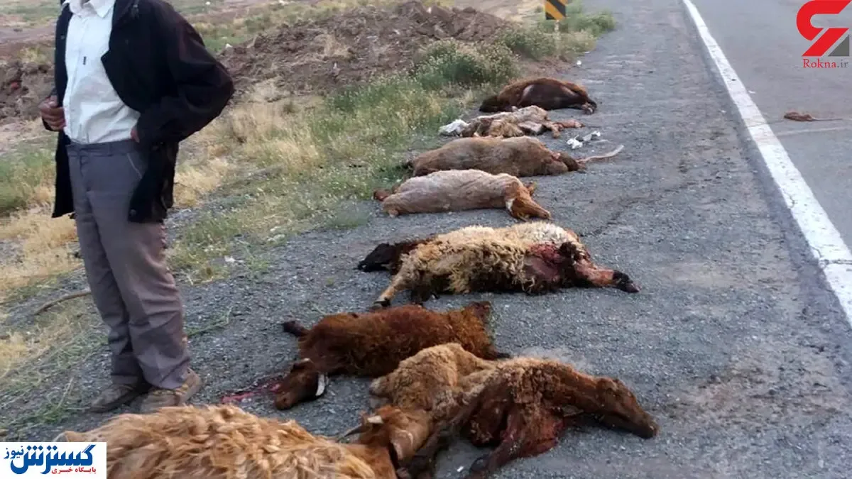 قتل عام یک گله گوسفند با تاکسی