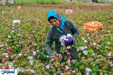 تصاویر/ صفر تا صد پنبه