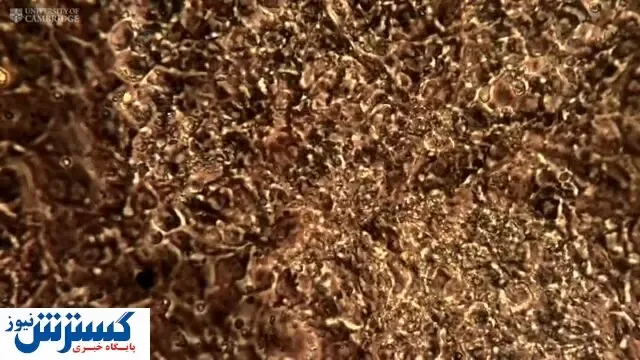 با این دارو کرونا را درمان کنید