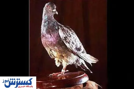 این کبوتر یک قهرمان است! +عکس