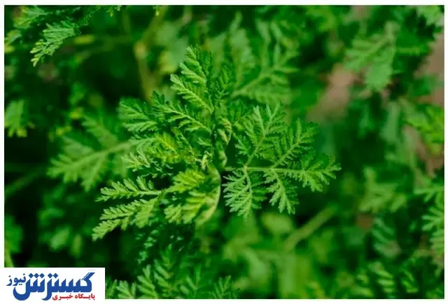این گیاه سرطان تخمدان را درمان می کند