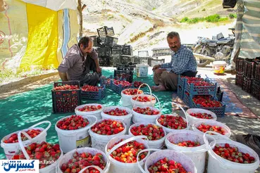 تصاویر/ برداشت توت‌فرنگی سنندجی