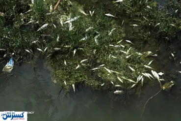 تصاویر/ گاماسیاب ماهی ندارد