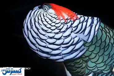 تصاویر/ گونه‌هایی زیبا از پرندگان نر