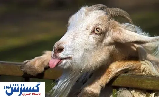 قیمت عجیب بز سانن / بز چند قلو زا ۹۰ میلیون تومان فروخته می شود