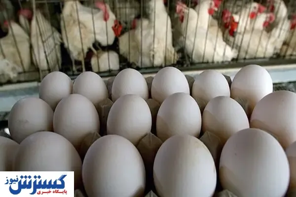 تخم مرغ بال در آورد!