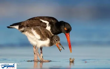 تصاویر/ فینالیست‌های مسابقه عکاسی از پرندگان