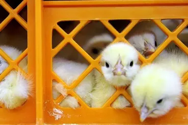 فاجعه‌ای به نام سیاست‌گذاری/ از گرانی سویا تا زنده به گور کردن جوجه‌ها