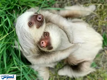 تصاویر/ منتخب حیات وحش در هفته‌ای که گذشت