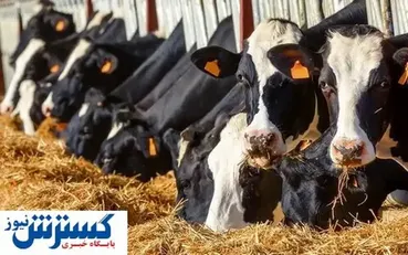 بسته حمایتی برای این افراد رسماً تدوین شد + جزئیات