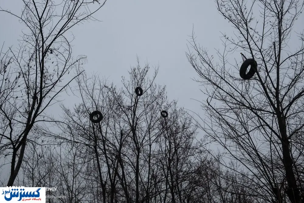 تصاویر/ داستان لاستیک های سر درخت چه بود!