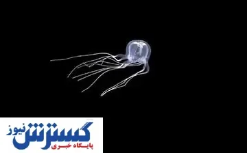 موجودی که ۲۴ چشم دارد!+ عکس