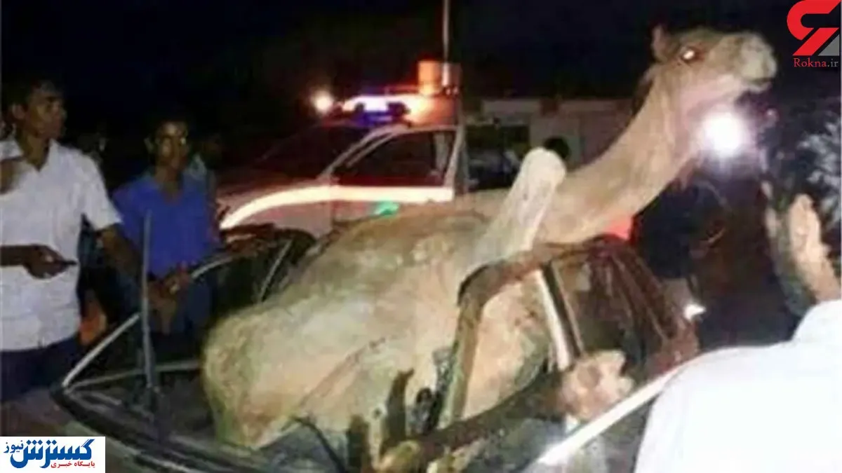 تصادف عجیب این پراید با شتر!+عکس