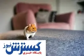 ایردراپ معروف تلگرامی از چشم کاربران افتاد | همستر کامبت به بن بست رسید یا توکن سوزی کرد ؟